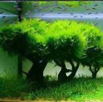 Akvaryum Java Moss Ağacı,Moss Tree Bitkisi, Canlı Bitki Tohumu