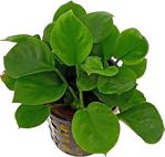 Anubias Barteri Round Golden Coin 5-6 Yapraklı Canlı Bitki