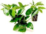 Anubias Nana 5-6 Yapraklı Canlı Bitki