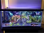 Aqualed Aquaplant Full Spectrum 60 Cm 4 Renk Özel Akvaryum Aydınlatma