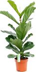 Berceste Peyzaj Tasarım Ficus Lyrata Bambino Keman Yapraklı Kauçuk Bitkisi 50 - 60 Cm Ev Bitkisi Ofis Bitkisi Salon Bitkisi