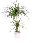 Berceste Peyzaj Tasarım Marginata Dracaena 2 Gövdeli 90 100 Cm Ev Bitkisi Salon Bitkisi Ofis Bitkisi