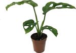 Betonish Monstera Obliqua - Ev Ve Ofis Bitkisi