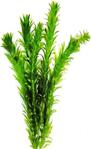 Bio Aquatic Elodea Egeria Densa Akvaryum Bitkisi 5 Adet