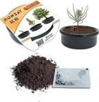 Bonsai Fıstık Çamı Ekim Kiti