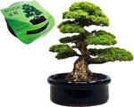 Bonsai Karaçam Ekim Kiti