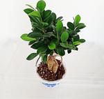 Bonzai Çiçeği / Bonsai ( Havuç Köklü )