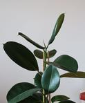 Botanicsera Ficus Elastica / Kauçuk Bitkisi Çift Dal