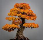 Çam Tohumculuk Liquidambar Bonsai Ağacı Tohumu 5 Adet Bonsai Ağacı Tohumu