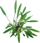 Cryptocoryne Lucens Saksı Canlı Bitki