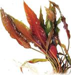 Cryptocoryne Usteriana Red Saksı Canlı Bitki