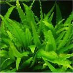 Cryptocoryne Walkeri Saksı Canlı Bitki