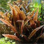 Cryptocoryne Wendtii Brown Saksı Canlı Bitki