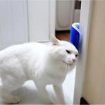 Decotown Cat It Pratik Kedi Tüyü Kaşıma Ve Tarama Aparatı Duvara Monte Kaşıma Aleti