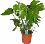 Deve Tabanı Bitkisi - Monstera Deliciosa-İthal 40-50 Cm