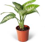 Dieffenbachia Tropic Snow (Yerli)17Cm Ø