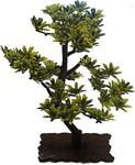 Dophi̇n Bonsai̇ Bi̇tki̇ (M)