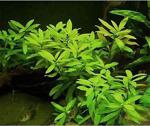 Emaavm Akvaryum Bitkisi Hygrophila Polysperma Ceylon Zeytin