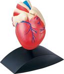 Fen Ve Doğa 3 Boyutlu Kalp Modeli