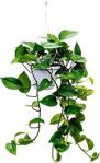 Fidanistanbul Epipremnum Aureum Pothos Sarmaşığı Askılı Saksıda