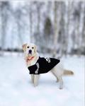 Kemique Siyah Adidog Kapşonlu Sweatshirt, Orta Ve Büyük Irklar Için Köpek Kıyafeti, - Xxxxl