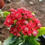 Kırmızı Kalonşo (Kalanchoe) Çiçeği Saksıda