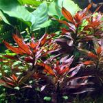 Ludwigia Glandulosa Saksı Canlı Bitki