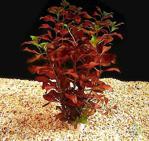 Ludwigia Peruensis Saksı Canlı Bitki 2