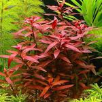 Ludwigia Peruensis Saksı Canlı Bitki