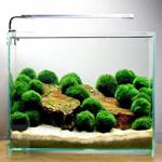 Marimo Moss Ball 4-6Cm Yosun Topu Canlı Bitki