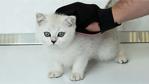 Mascota Silikon Eldiven Tarak Kedi Tüy Tarağı Köpek Fırça