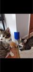 Mi̇moza Park Cait Kedi Kaşıma - Kaşınma Aparatı Catit