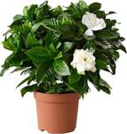 Mordekor Gardenia Jasminoides Kokulu Gardenya Ev Ve Ofis Bitkisi 10.5 Cm Saksıda