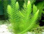 Myriophyllum Spicatum Tilki Kuyruğu Canlı Bitki