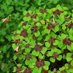 Oxalis Tetraphylla Dört Yapraklı Süs Yoncası Fidesi 0-20Cm