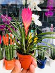 Özen Çiçekçilik Tillandsia Succulent Pembe Mor Çiçek Açan Tür Sukulent Bitkisi