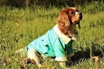 Pawstar Yeşil Gabardin Ceket Kedi Köpek Yelek Kedi Köpek Kıyafeti Xxl