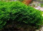 Pellia Moss Yeni Sarım Canlı Bitki 5X5 Cm