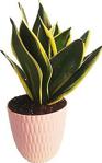 Plantistanbul Sansevieria Trifasciata (Paşa Kılıcı, Peygamber Kılıcı)