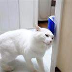 Rennway Cat It Pratik Kedi Tüyü Kaşıma Ve Tarama Aparatı Duvara Monte Kaşıma Aleti