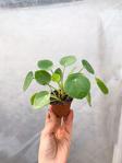 Retrocicekcilik Mini Saksıda Pilea Peperomioides (Çi̇n Para Ağaci) - Ofis Ve Salon Bitkisi