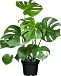 Retrocicekcilik Monstera Deliciosa Deve Tabanı Salon Ofis Bitkisi 70 Cm