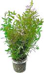 Rotala Ceylon Saksı Canlı Bitki