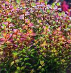 Rotala Macrandra Mini Pink Akvaryum Bitkileri Akvaryum Bitkisi 5 Dal