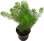 Rotala Wallichi Green Saksı Canlı Bitki