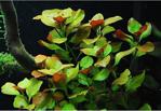 Sakura Ludwigia Ovalis Oval Gül