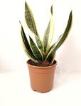 Sansevieria Paşa Kılıcı