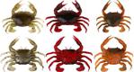 Savage Gear LB 3D Manic Crab 5 cm 4 Adet Suni Yem - Red Black Crab
