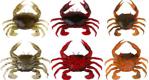 Savage Gear LB 3D Manic Crab 5 cm 4 Adet Suni Yem - Tan Crab