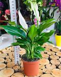 Spathiphyllum Plant Barış Ve Yelken Çiçeği Ev Ofis Salon Bitkisi